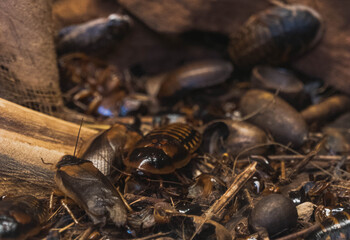 cockroaches