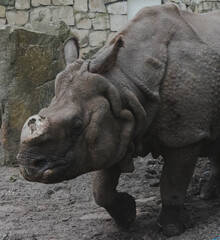 rhino at zoo - obrazy, fototapety, plakaty