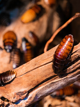 cockroach at wood
