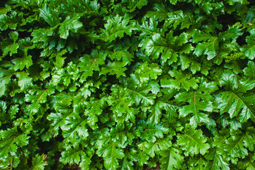 greenery foliage