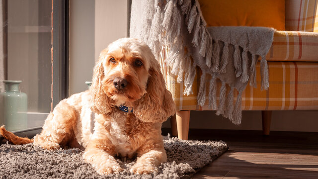 Great Names for Cockapoo Dogs! PetPlace.com