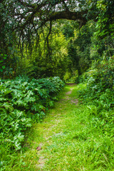 path in the rainforest