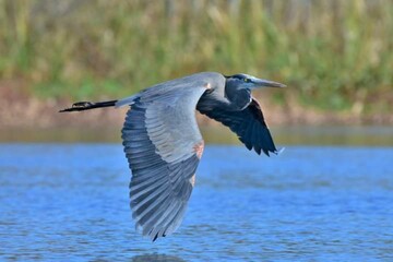 great blue heron