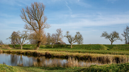Trees in a Dutch landscape 