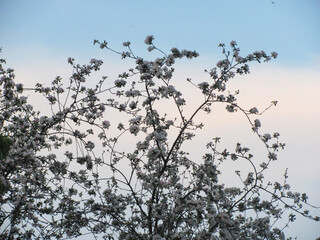 Blossoming apple tree on the blue sky with white clouds background. Beautiful spring natural landscape.