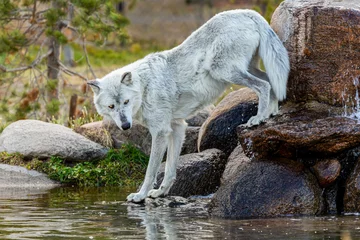Foto op Plexiglas "Fishing Grey Wolf" © scottevers7