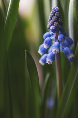 Close-up of blossoming muscari symbolizing the beginning of spring