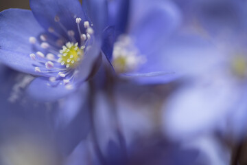 un bel gruppo di fiori primaverili, i primi anemoni con il loro colore blu viola fanno la loro comparsa nei prati in primavera, dettagli di anemoni 