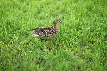 duck in the grass