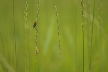 grass with dew drops