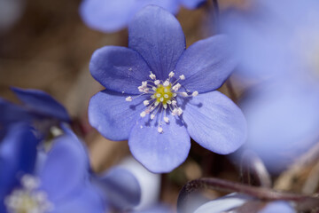 un bel gruppo di fiori primaverili, i primi anemoni con il loro colore blu viola fanno la loro...