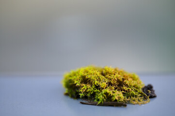 Beautiful closeup view of small piece of moss growing on metal surface of roof window on typical Irish house, Dublin, Ireland. Soft and selective focus
