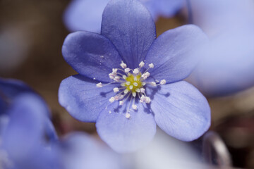 un bel gruppo di fiori primaverili, i primi anemoni con il loro colore blu viola fanno la loro...