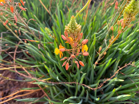 Blooming shrub Bulbine (Latin - Bulbine frutescens)