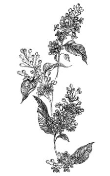 black and white floral botanical drawing clip art preview