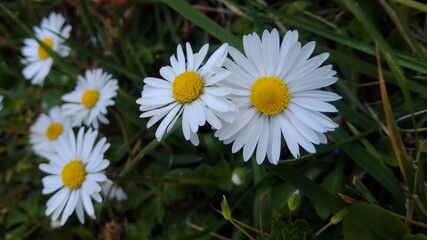 Obraz premium daisy in the grass