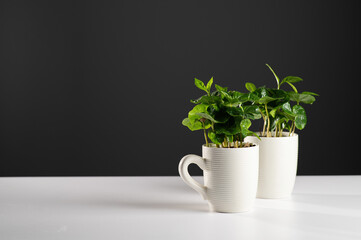 small seedlings of coffee tree in white circles on a white table, gray background, place for text