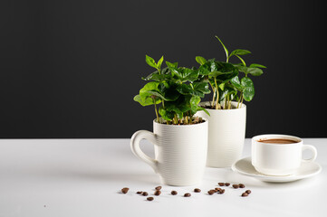 Obraz na płótnie Canvas small seedlings of a coffee tree in white mugs on a white table with sprinkled coffee beans, black green coffee, gray background, space for text
