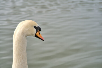 Obraz premium Beautiful view of neck and beak of white swan (Cygnus), Dublin, Ireland. Copy space
