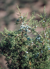 Juniper berries on the shrub, Colorado