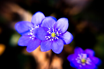 2021_03_13 Anemone Hepatica _1