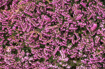 Beautiful uniform background of purple bell shaped heather (Erica cinerea) commonly growing in Great Britain and western Europe. High resolution. Seen in Dublin, Ireland