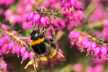 Beautiful macro view of bumble bee, efficient pollinator, (Bombus) collecting pollen from pink bell shaped heather (Erica cinerea) flowers, Dublin, Ireland. Early spring