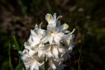 2021_03_13 Hyacinthus Orientalis_3