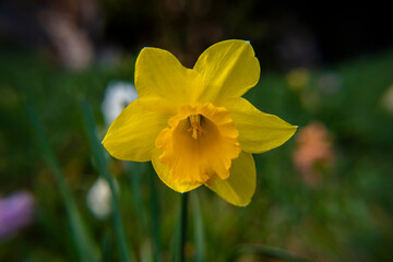 2021_03_13 Narcissus Pseudonarcissus