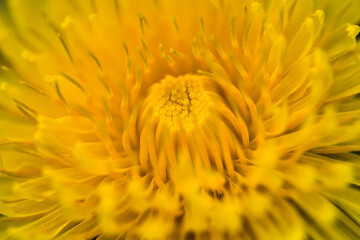 Beautiful macro view of spring yellow dandelion (Taraxacum officinale) flowers, Dublin, Ireland. Soft and selective focus. Spring April yellow background