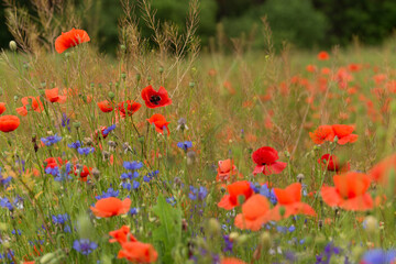 Beautiful red poppies on a summer field. Opium flowers, wild field. Summer background.