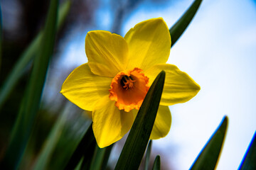 2021_03_13 Narcissus Pseudonarcissus_1