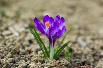 purple crocus flowers