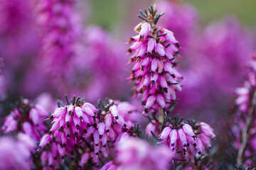 bee on lavender