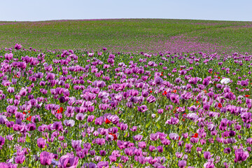 purple poppy field with blue sky