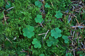 Beautiful close-up view of shamrock leaves (Irish national symbol) with green moss in deciduous forest, Dublin, Ireland. St Patrick's Day decoration