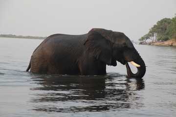 Elefant im Okavango Delta Botswana/Afrika trinkt Wasser