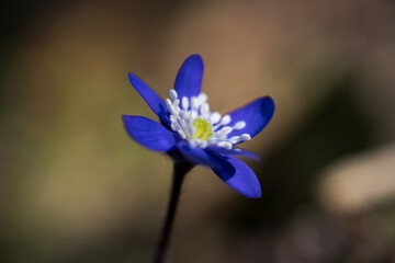 un bel gruppo di fiori primaverili, i primi anemoni con il loro colore blu viola fanno la loro...