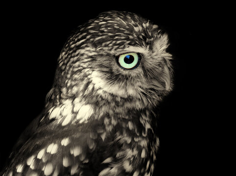 toned image of a little owl face in close up on a black background