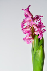 Pink hyacinth on a white background, close-up. 