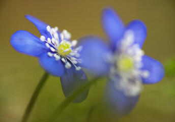 un bel gruppo di fiori primaverili, i primi anemoni con il loro colore blu viola fanno la loro...