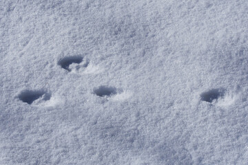 Hasenspur im Schnee