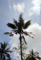 Fototapeta na wymiar palm trees and blue sky