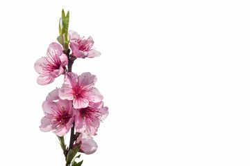 Naklejka na ściany i meble Pink peach tree flowers, blooming branch isolated on white background with copy space