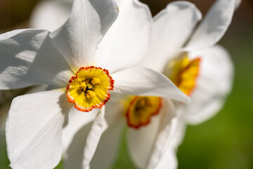 Spring flowers Narcissus poeticus, also called Poet's narcissus, at the historic walled garden in the Borough of Hillingdon, London, UK. 