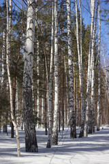 Fototapeta premium Tsaryov Kurgan, a part of the Volga-Sok Mountain system. A limestone quarry was exploited here once, now it's not in use and protected. Samara Region, Russia.