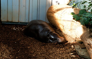 Śpiący mały hipopotam w zoo - obrazy, fototapety, plakaty