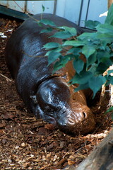 Śpiący mały hipopotam w zoo - obrazy, fototapety, plakaty