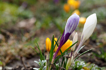 close up two buds of white and lilac crocuses grow against a background of yellow crocuses in a...