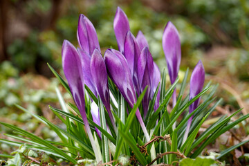 many lilac crocuses grow in a park in Europe
